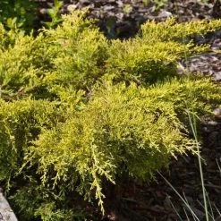 Genévrier - Juniperus Pfitzeriana Goldkissen