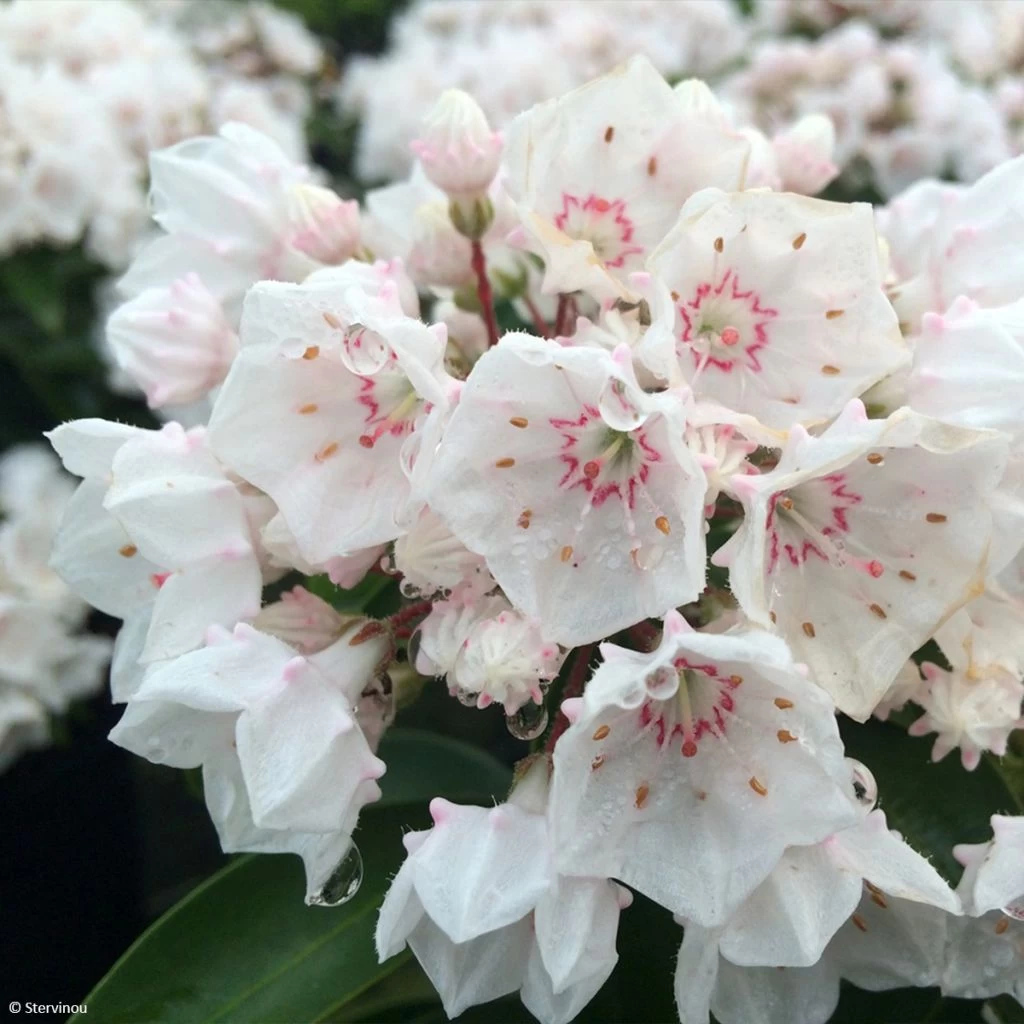 Kalmia Latifolia Zébulon - Laurier Des Montagnes Blanc Nuancé De Rose 1 Kalmia Latifolia Zébulon - Laurier Des Montagnes Blanc Nuancé De Rose