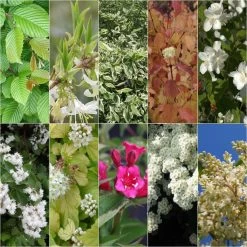 Kit Haie Fleurie Pour Terrains Argileux éco