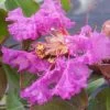 Lagerstroemia Indica Summer Beauty Centennial - Lilas Des Indes