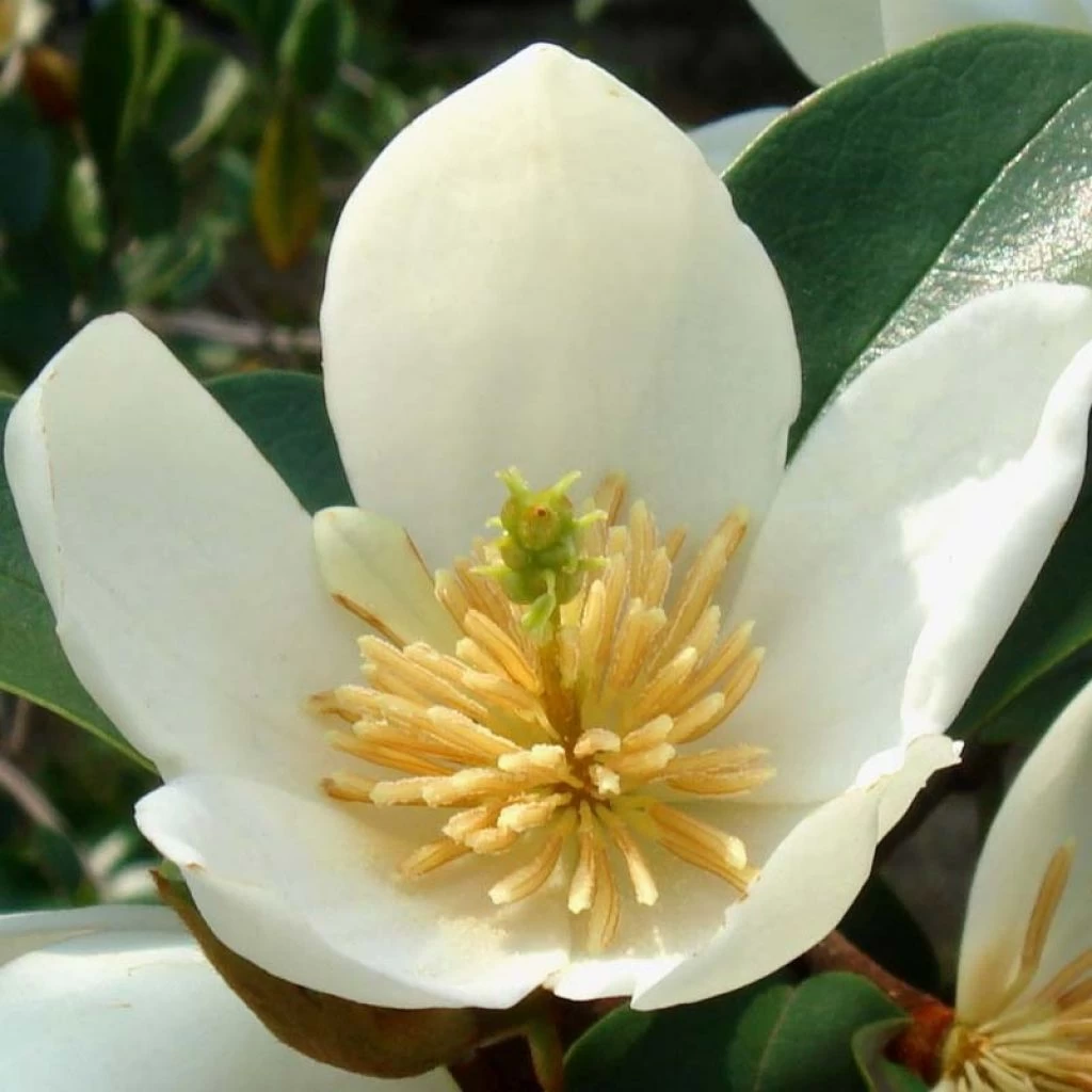 Magnolia Dianica Summer Snowflake - Michelia 1 Magnolia Dianica Summer Snowflake - Michelia