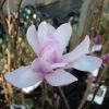 Magnolia Loebneri Leonard Messel