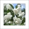 Seringat Blanc - Philadelphus Albâtre