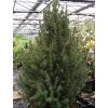 Picea Glauca December - Épinette Blanche