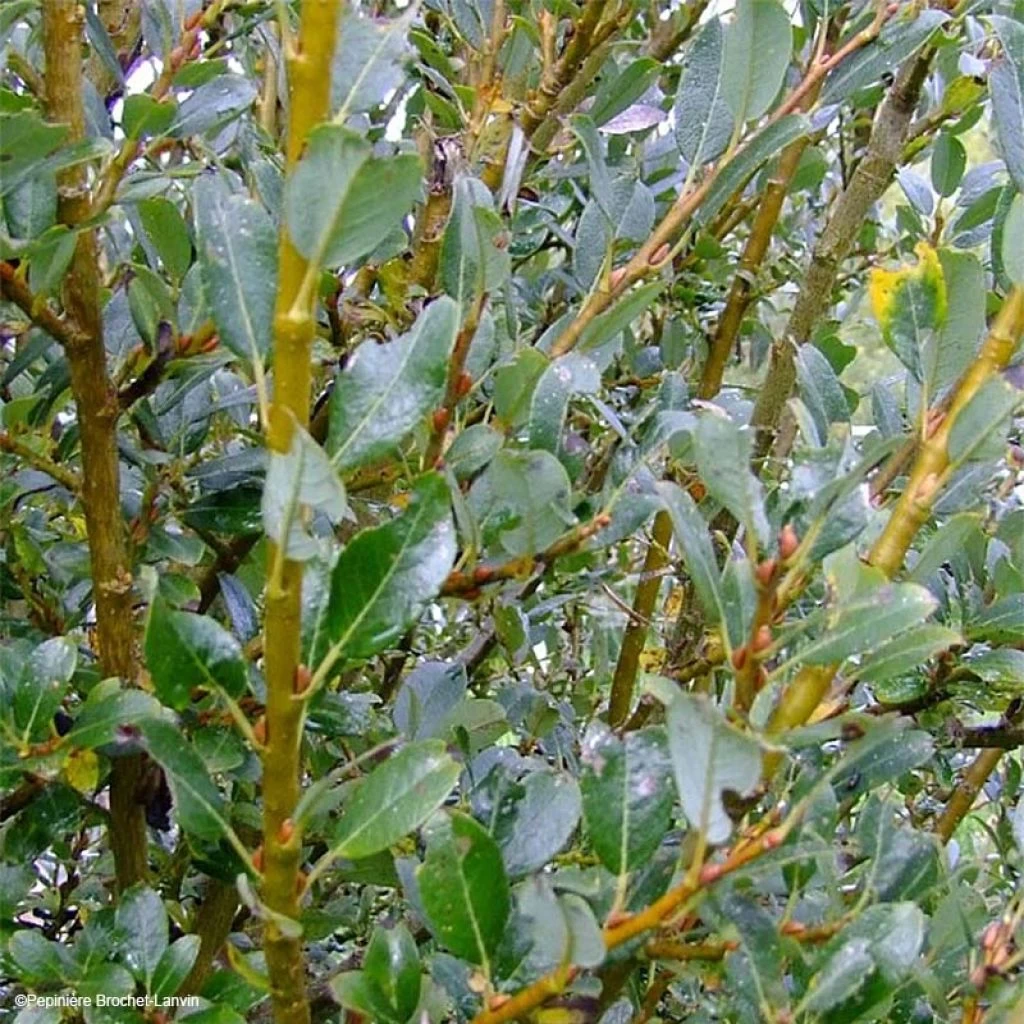 Salix (x) Tetrapla - Saule 1 Salix (x) Tetrapla - Saule