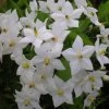Solanum Jasminoides Album