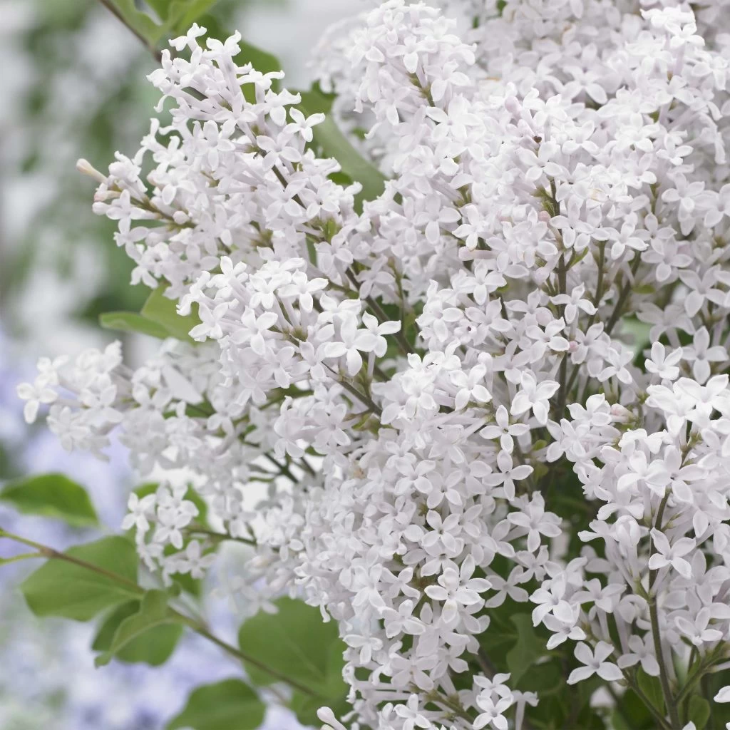 Lilas Nain - Syringa Meyeri Flowerfesta White 1 Lilas Nain - Syringa Meyeri Flowerfesta White
