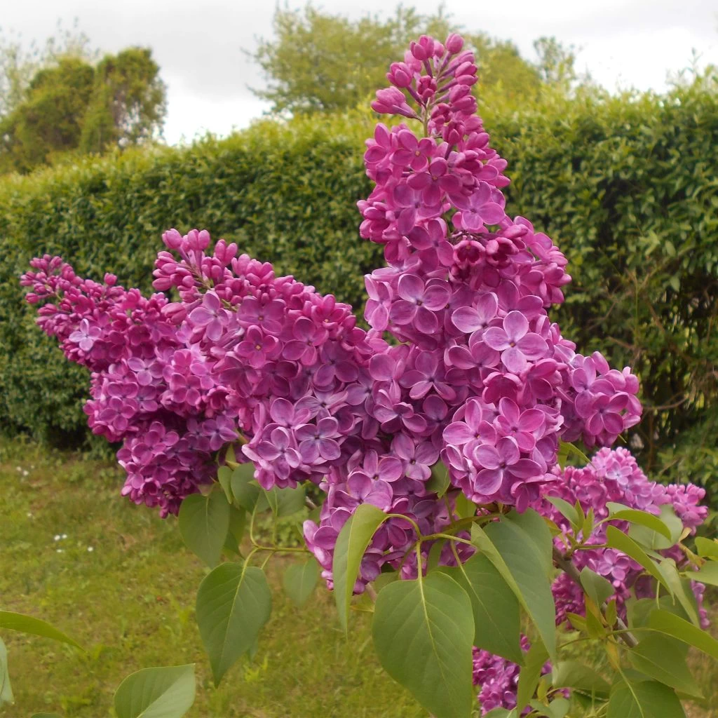 Lilas Commun - Syringa Vulgaris Znamya Lenina 1 Lilas Commun - Syringa Vulgaris Znamya Lenina
