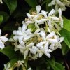 Jasmin étoilé - Trachelospermum Jasminoïdes Star Of Venice