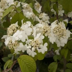 Viorne De Chine - Viburnum Plicatum Shasta