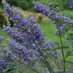 Vitex Agnus-castus Delta Blues - Gattilier