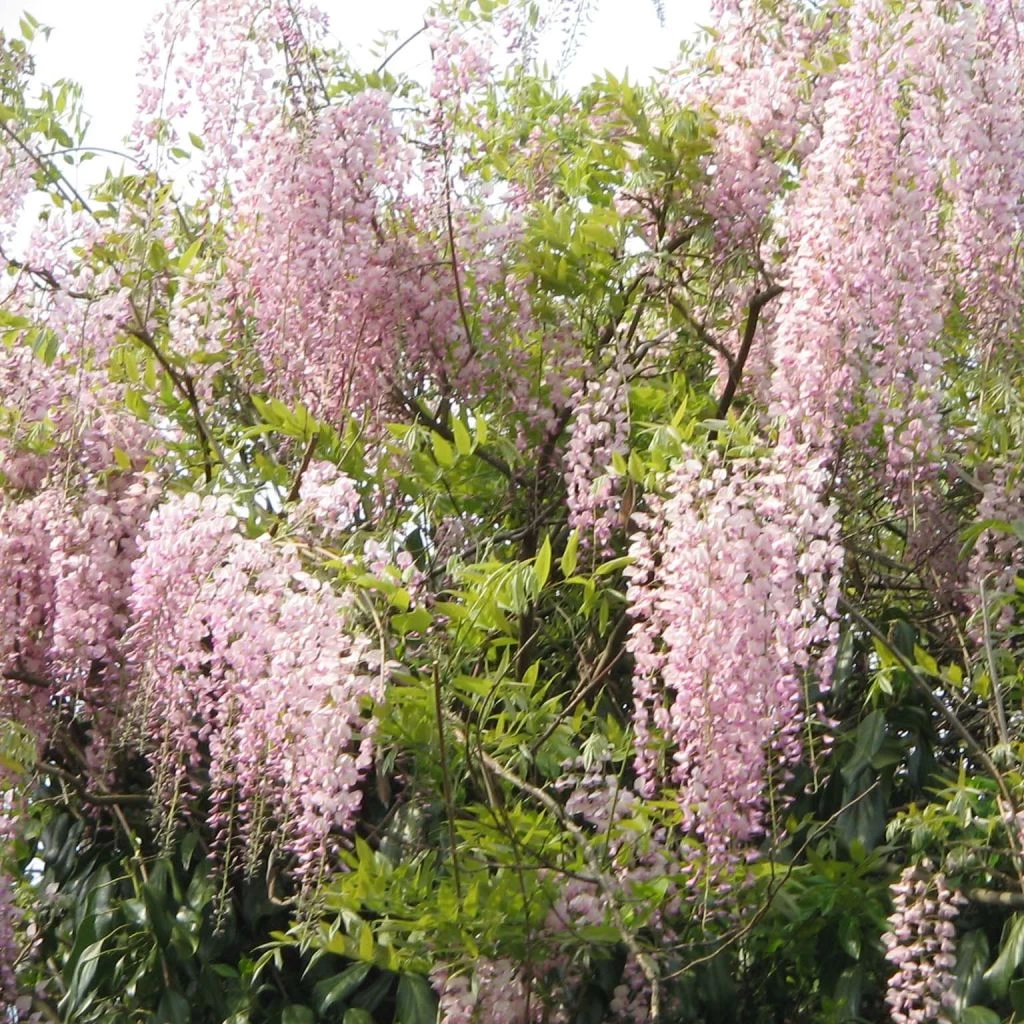 Glycine Du Japon - Wisteria Floribunda Honbeni (Rosea, Pink Ice) 1 Glycine Du Japon - Wisteria Floribunda Honbeni (Rosea, Pink Ice)