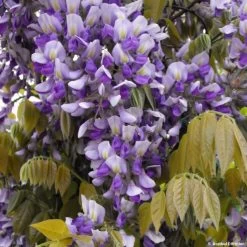 Glycine Grande Diva Nathalie - Wisteria (x) Venusta